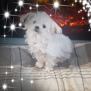 Meet your Posher, Natasha